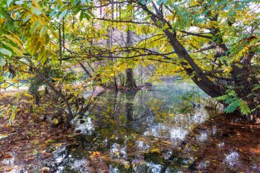 Nature view on sunny day of park trees and autumn fallen yellow and greenish tree leaves