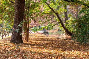 Nature view on sunny day of park trees and autumn fallen yellow and greenish tree leaves
