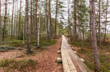 Nature view of the marsh with a wooden walking path winding through the marsh
