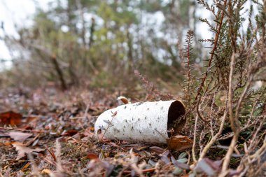 Nature view with the bark of a birch fallen on the ground with leaves in brown color