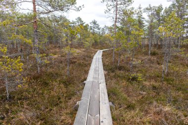 Nature view of the marsh with a wooden walking path winding through the marsh