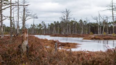 Nature view of a marsh with a marsh lake and windblown trees along the edge of the lake