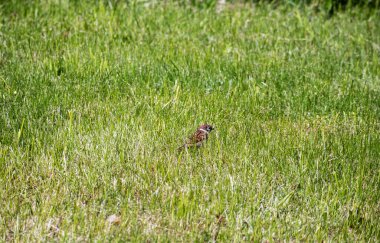 Çerçevenin ortasında kahverengi küçük bir kuş olan küçük yeşil çimenler.