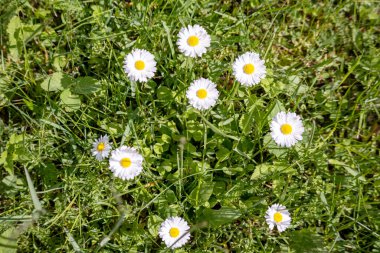 Küçük beyaz papatyalar yeşil otların arka planında bir daire içinde büyürler.