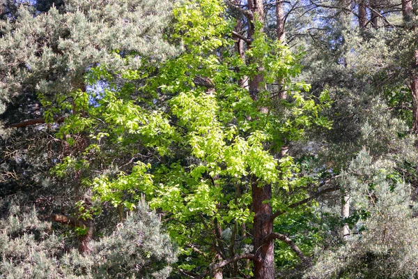 Bosque Pinos Verde Oscuro Con Una Rama Árbol Verde Claro — Foto de Stock