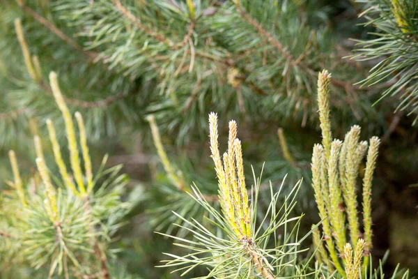 Pine tree flowers on one tree branch in green color