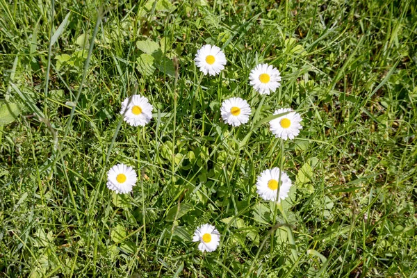 Small white daisies grow in a circle on the background of green grass
