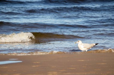 Ringa martı (Larus argentatus) güneşli bir günde mavi deniz ve kahverengi deniz kumu üzerinde yürüyor