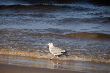 Ringa martı (Larus argentatus) güneşli bir günde mavi deniz ve kahverengi deniz kumu üzerinde yürüyor