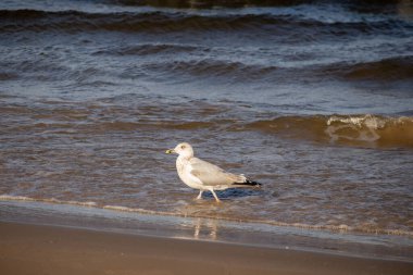 Ringa martı (Larus argentatus) güneşli bir günde mavi deniz ve kahverengi deniz kumu üzerinde yürüyor