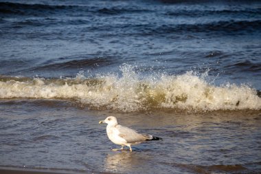 Ringa martı (Larus argentatus) güneşli bir günde mavi deniz ve kahverengi deniz kumu üzerinde yürüyor