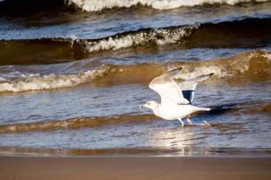 Martılar dalgalarla mavi bir denizin arka planında uçar.