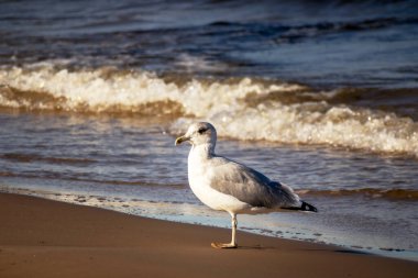 Caspian martı, Larus Kachinnanlar kahverengi deniz suyunda yürür.