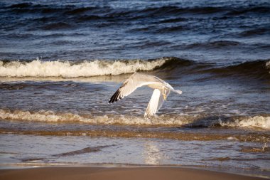 Martılar dalgalarla mavi bir denizin arka planında uçar.