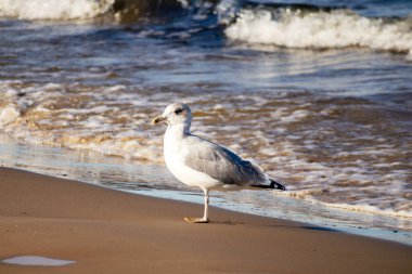 Ringa martı (Larus argentatus) güneşli bir günde mavi deniz ve kahverengi deniz kumu üzerinde yürüyor