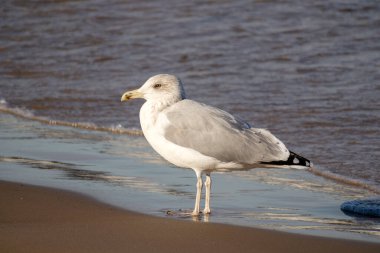 Ringa martı (Larus argentatus) güneşli bir günde mavi deniz ve kahverengi deniz kumu üzerinde yürüyor