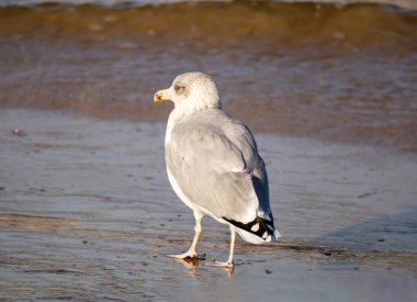 Ringa martı (Larus argentatus) güneşli bir günde mavi deniz ve kahverengi deniz kumu üzerinde yürüyor