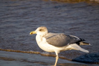 Ringa martı (Larus argentatus) güneşli bir günde mavi deniz ve kahverengi deniz kumu üzerinde yürüyor