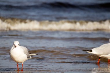 Büyük balıkçıl Chroicocephalus ridibundus deniz suyu ve kahverengi deniz kumu üzerinde yürür.
