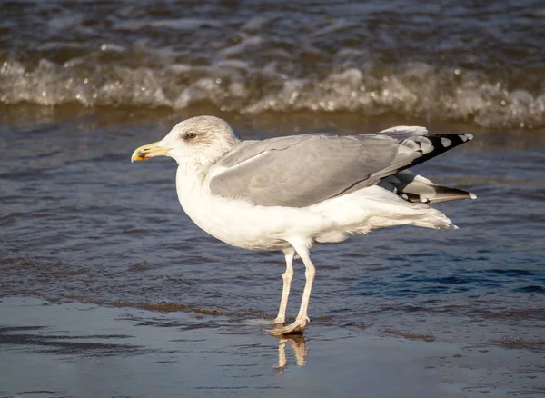 Herring Gull (Larus argentatus) walking on blue sea and brown sea sand on a sunny day