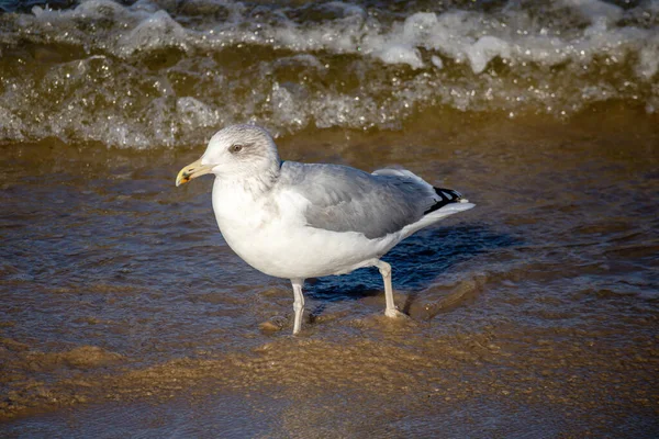 Arenque Gull Larus Argentatus Caminhando Sobre Mar Azul Areia Mar — Fotografia de Stock