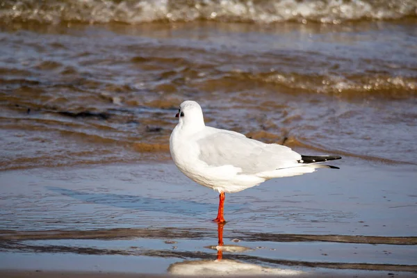 stock image Great heron Chroicocephalus ridibundus walks on sea water and brown sea sand