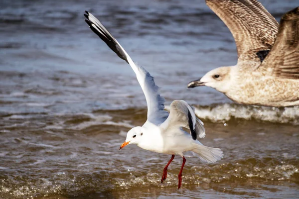 Seagulls Fly Background Blue Sea Waves — Stock Photo, Image