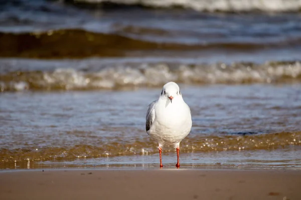 stock image Great heron Chroicocephalus ridibundus walks on sea water and brown sea sand