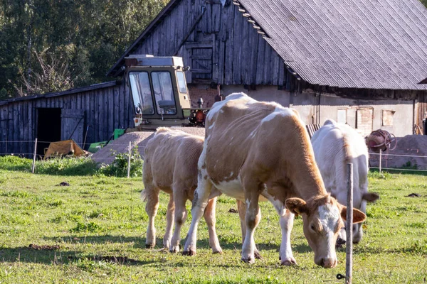 Light brown cows graze in a field against the background of an old building and a tractor