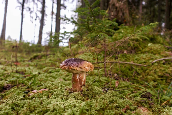 A brown mushroom grows among green forest moss on a pine tree background