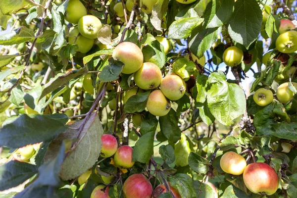 An apple tree branch full of apples on a sunny day
