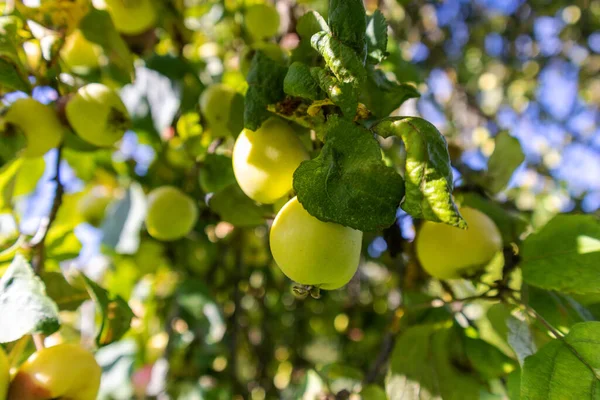 Una Rama Manzano Llena Manzanas Día Soleado — Foto de Stock