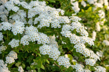 Küçük beyaz çiçekli bir demet beyaz çiçek