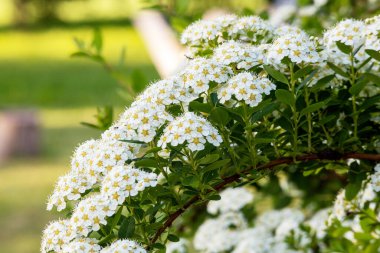 Küçük beyaz çiçekli bir demet beyaz çiçek