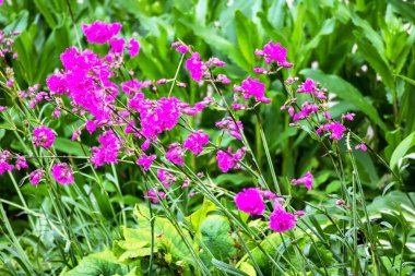 Bahçedeki bir demet pembe şakayık