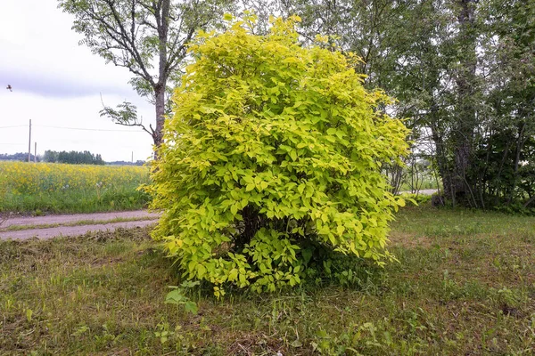 Ein Kleiner Baum Mit Gelben Blättern Auf Einem Feld — Stockfoto