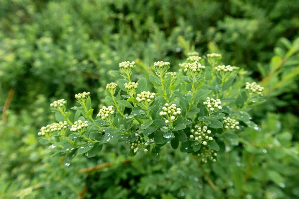 Närbild Planta Med Små Vita Blommor — Stockfoto