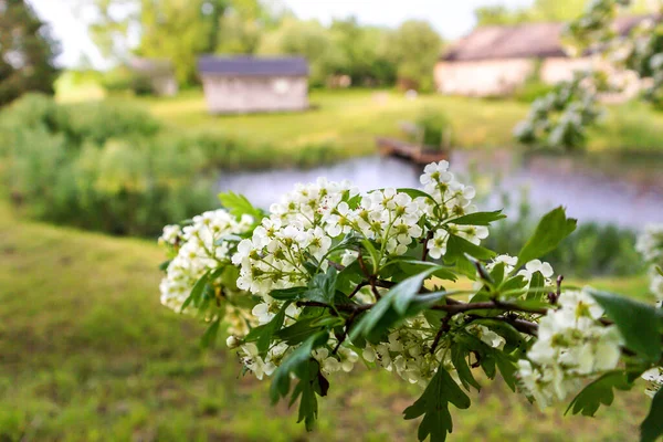 stock image A tree with white flowers in front of a river