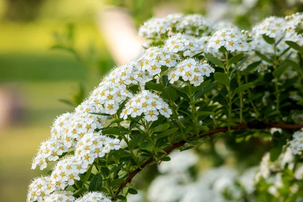 A bunch of white flowers with small white flowers