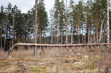 Ormanın kenarında eğilmiş bir çam ağacı.