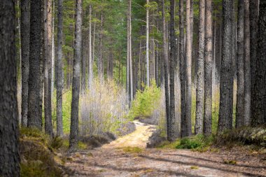 Yeşil yosun yolu Çam ağaçları