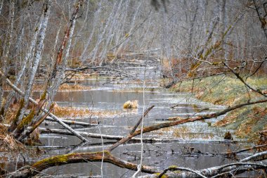 Nehrin kenarlarında solmuş gri ağaçlar yetişir.