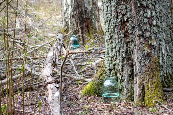 Bir huş ağacının yanındaki cam kavanozda huş ağacı özü.