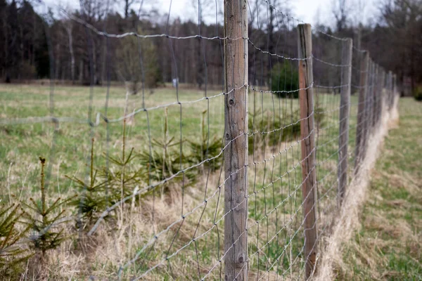 Çayırın ortasındaki çitte ahşap çitler var.