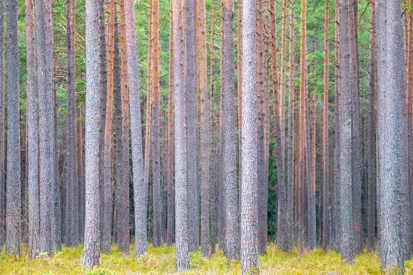 Troncos Árvores Verticais Floresta — Fotografia de Stock
