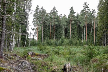 Yeşil ağaçlardan bir orman ve genç ağaçlardan oluşan bir orman