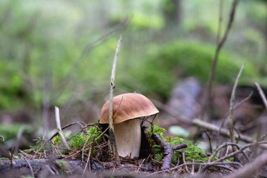 Ormanda yeşil yapraklar ve yosunlar arasında yenilebilir bir mantar yetişir.