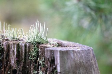 Yeşilimsi arka planı olan bir ağaç gövdesinde küçük yeşil büyümeler.