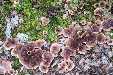 Yerde beyaz kenarlı kahverengi ahşap mantarlar.