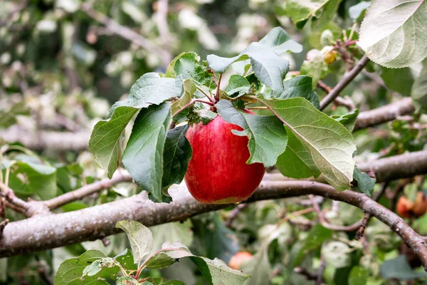 Höstäpplen Äppelträdgren — Stockfoto